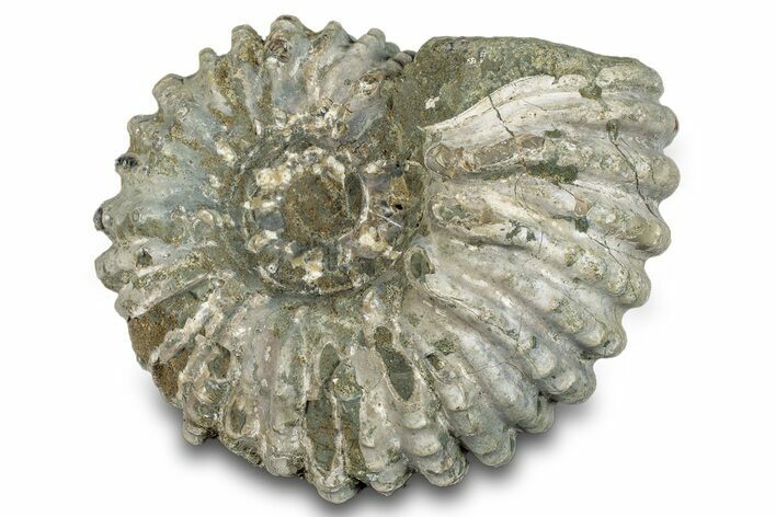 Bumpy Ammonite (Douvilleiceras) Fossil - Madagascar #277183